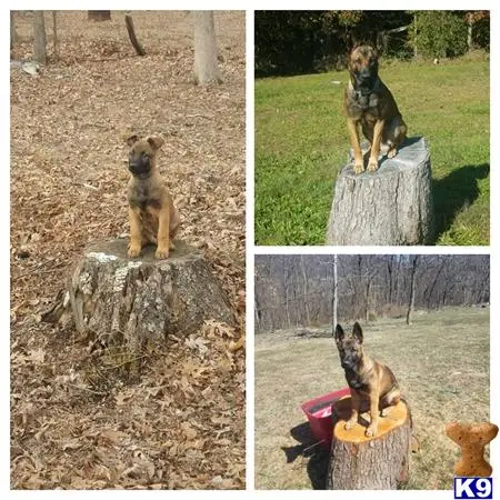 Belgian Malinois